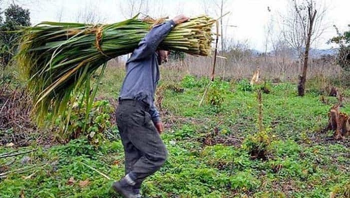 إضراب عمال شركة كارون لقصب السكر للیوم 12 على التوالي