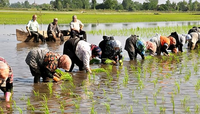 الاعتراف بالوضع المأساوي للزارعة والمزارعين في إيران