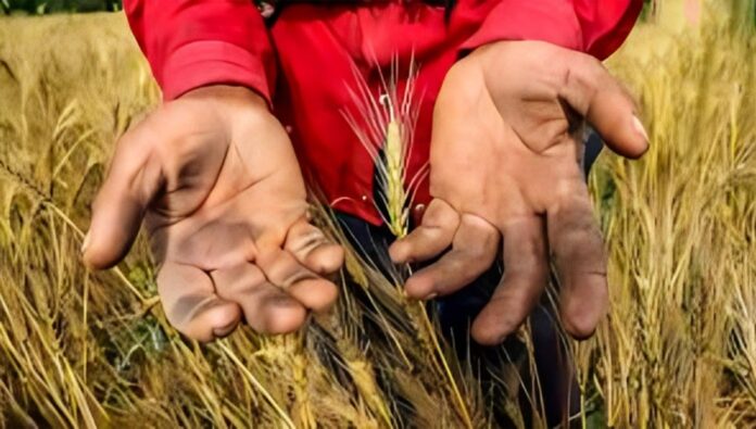 النظام الإيراني مدين بأكثر من تريليون ريال لمزارعي القمح