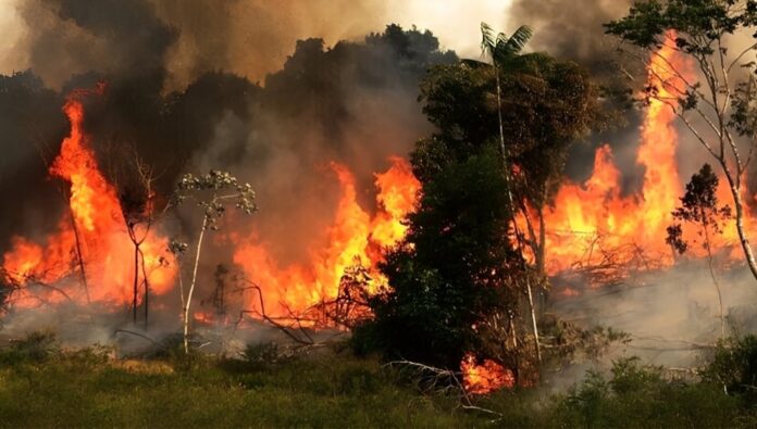 حرائق واسعة تدمر الغابات في إيران