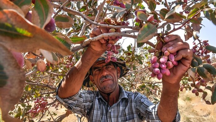 خسائر مالية كبيرة لمزارعي الفستق في يزد بسبب انقطاع التيار الكهربائي