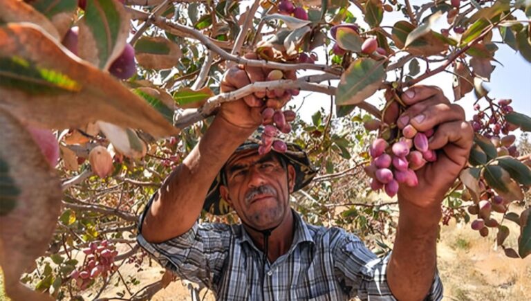 خسائر مالية كبيرة لمزارعي الفستق في يزد بسبب انقطاع التيار الكهربائي