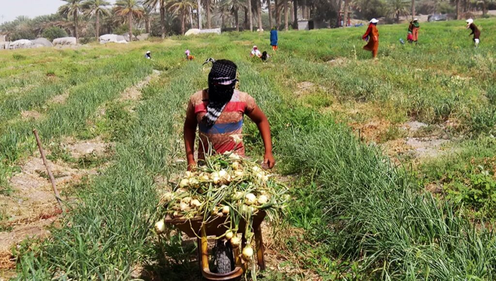 70 بالمئة من المزارعين الإيرانيين أميون