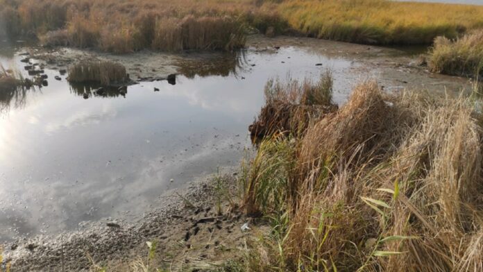 موت الطبيعة الصامت في إيران: بحيرة زريوار نموذجاً