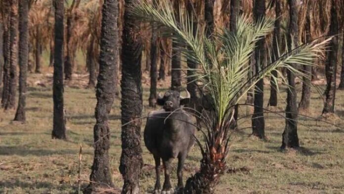 نخيل خوزستان يموت: انهيار صناعة التمور بسبب إهمال النظام