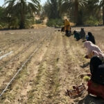 الزراعة في إيران تحت الحصار.. عقوبات، أزمة مياه، وسوء إدارة كارثي من قبل النظام الإيراني