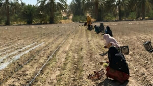 الزراعة في إيران تحت الحصار.. عقوبات، أزمة مياه، وسوء إدارة كارثي من قبل النظام الإيراني