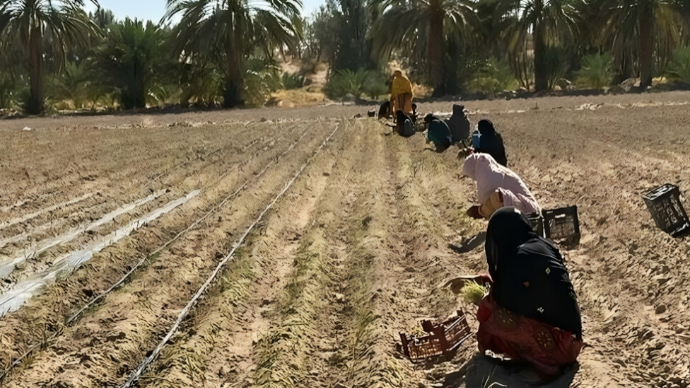 الزراعة في إيران تحت الحصار.. عقوبات، أزمة مياه، وسوء إدارة كارثي من قبل النظام الإيراني
