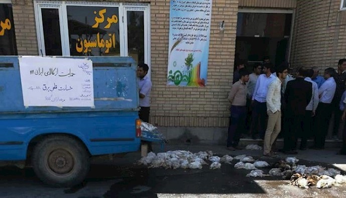 تجمع احتجاجي لأصحاب الدواجن بمدينة غوناباد تجمع احتجاجي لأصحاب الدواجن بمدينة غوناباد