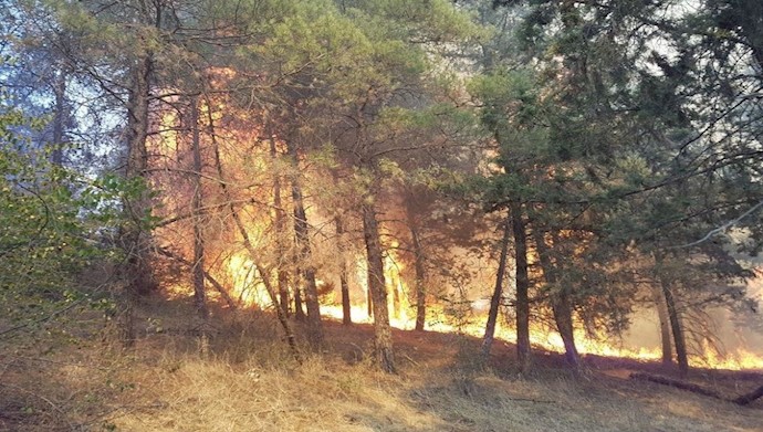 خسائر لا تعوض جراء حريق الغابات