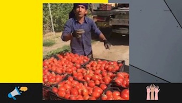 احتجاج مُزارع الطماطم