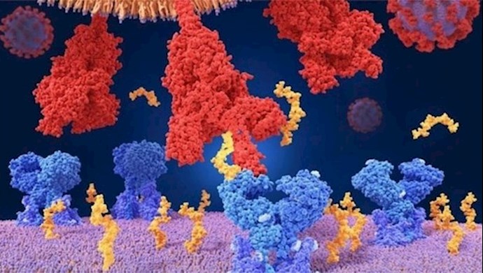 فيروس كورونا المتحور فيروس كورونا المتحور