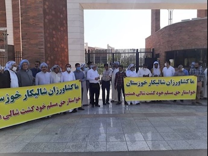 احتجاج مزارعي الأرز في خوزستان احتجاج مزارعي الأرز في خوزستان